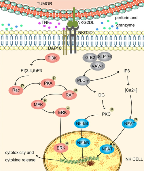 NK細(xì)胞激活總開(kāi)關(guān)：NKG2D_南京科佰生物